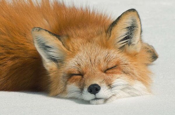Fox