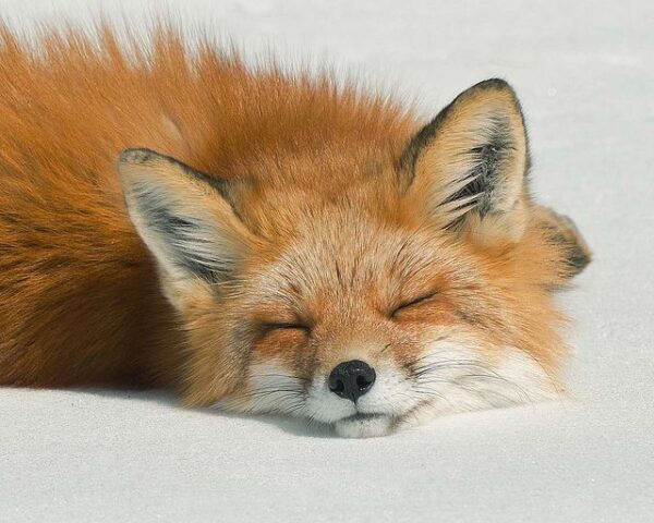 Fox